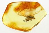 Detailed Fossil Snipe Fly (Rhagionidae) In Baltic Amber #275464-1